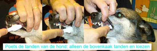 de tandenpoetsen bij een hond met een tandenborstel